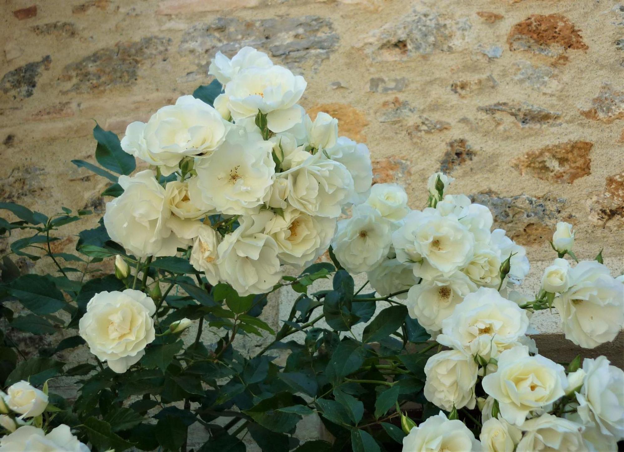 Fattoria Agriturismo Nerbona Casole d'Elsa Luaran gambar