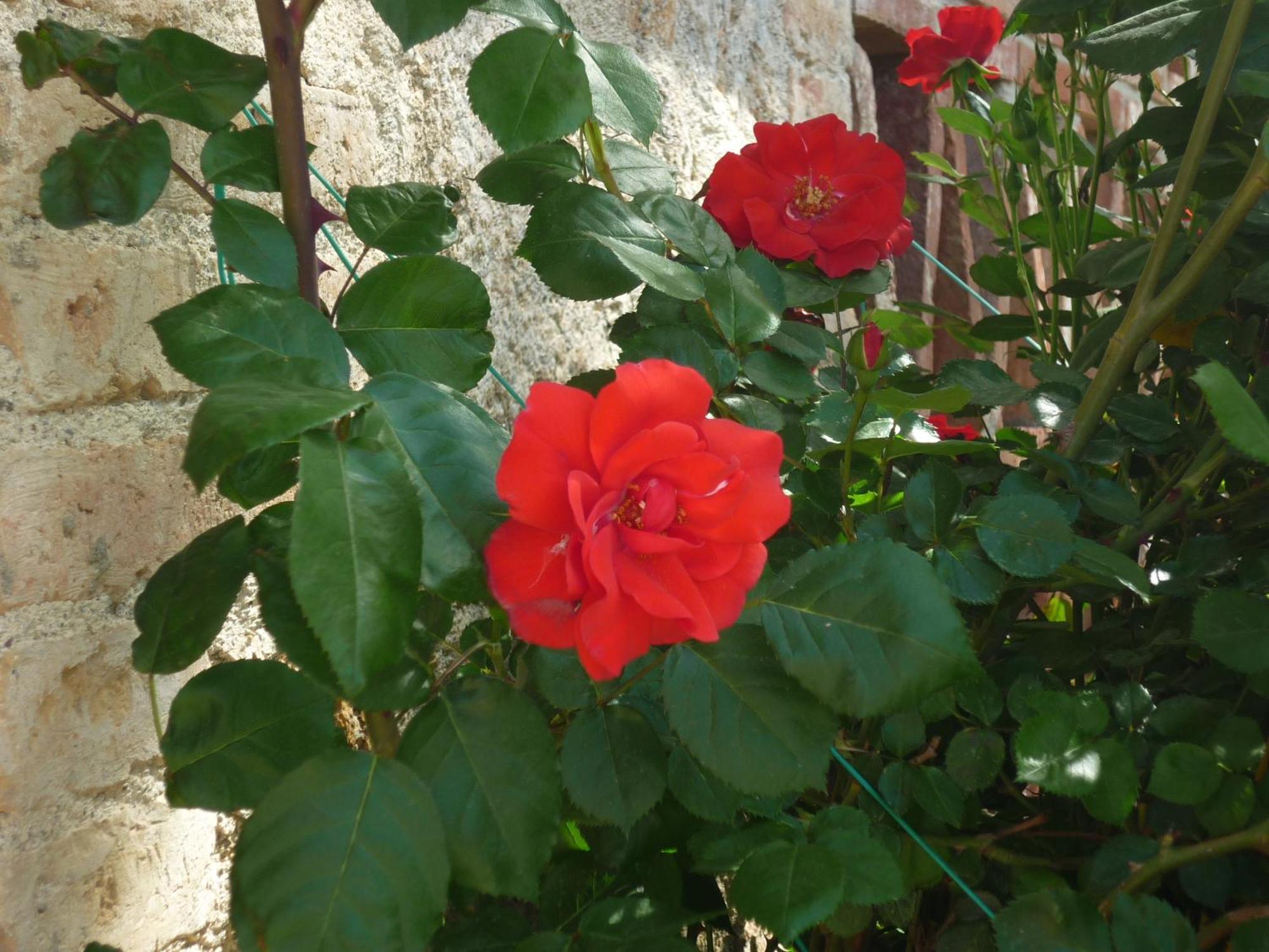 Fattoria Agriturismo Nerbona Casole d'Elsa Luaran gambar