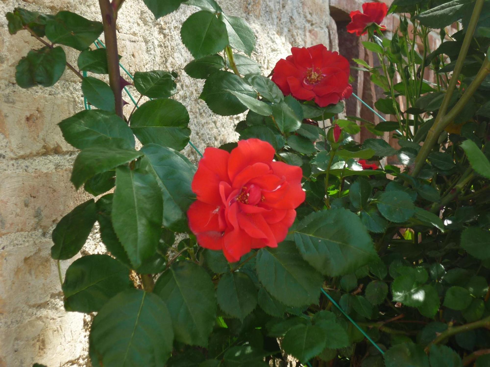 Fattoria Agriturismo Nerbona Villa Casole d'Elsa Luaran gambar